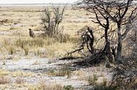 Wilde Afrikaanse jachtluipaard, in de Okavango Delta, Afrika van Tjeerd Kruse thumbnail