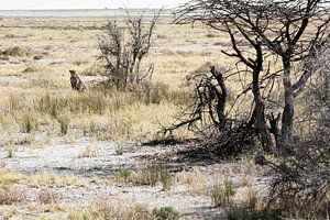 Wilde Afrikaanse jachtluipaard, in de Okavango Delta, Afrika