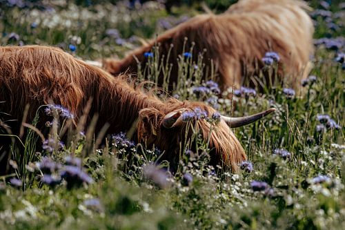 Highlandrinder grasen im Abendlicht