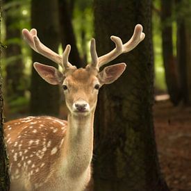 A curious fallow deer in the dappled light of the dense forest by Krümel_Visions