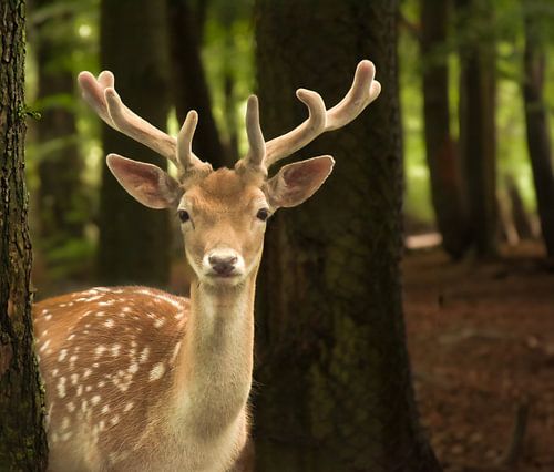 A curious fallow deer in the dappled light of the dense forest