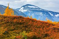 Herbst entlang des Gamle Strynefjellsvegen, Norwegen von Henk Meijer Photography Miniaturansicht