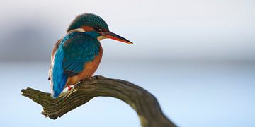 Eisvogel - Charakter blau mit orange von Eisvogel.land - Corné van Oosterhout