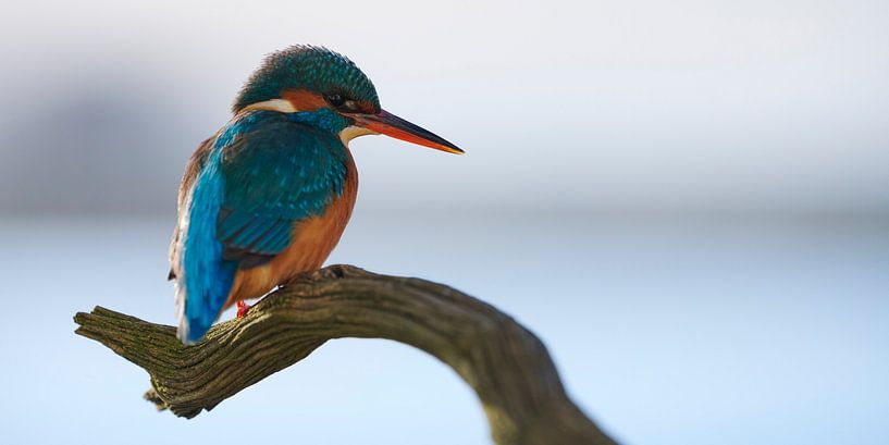 Eisvogel - Charakter blau mit orange von IJsvogels.nl - Corné van Oosterhout