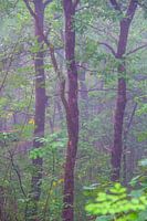 Misty morning in the wood