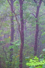 Matinée brumeuse dans les bois sur Images from a hillside in Umbria
