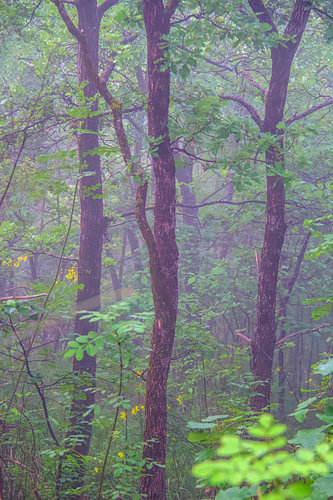 Misty morning in the wood