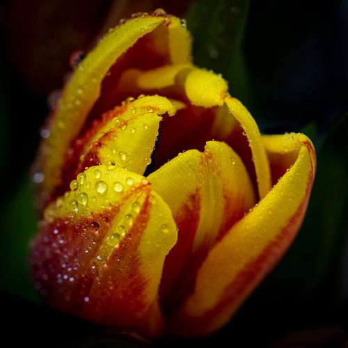 Tulp bloem met waterdruppels