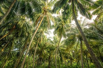 Enkele palmboompjes van Loris Photography