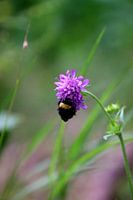Kleine Hummel 1