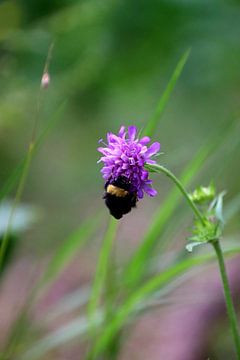 Little Bumblebee 1 van Paul Emons