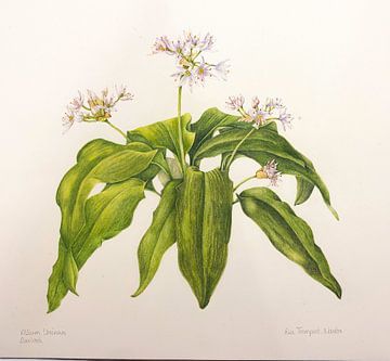 Dachsschnittlauch; Allium ursinum von Ria Trompert- Nauta