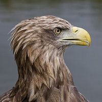 Portrait du pygargue à tête blanche