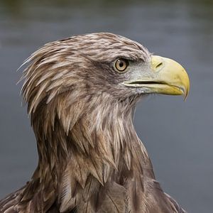 Portret van de Europese Zeearend