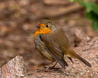 Robin