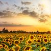 Sonnenblumenfeld im Sonnenuntergang von Melanie Viola