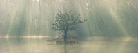 Zonnestralen in de mist van Raoul Baart thumbnail