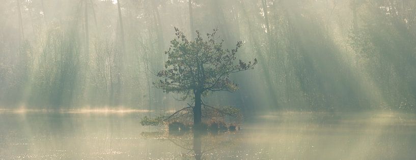 Zonnestralen in de mist van Raoul Baart