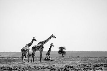 Giraffes on the savannah by Maaike van Schie
