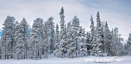 On the snowy shore of the lake, Finland