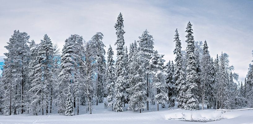 Sur la rive enneigée du lac, Finlande par Rietje Bulthuis