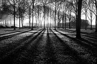 Zonsondergang tussen de bomen (Zwart-Wit) van Edwin Teuben thumbnail