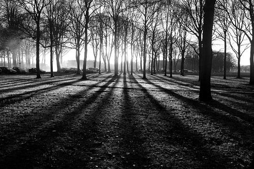 Zonsondergang tussen de bomen (Zwart-Wit)