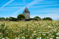French farm in camomile field by Pascal Raymond Dorland thumbnail
