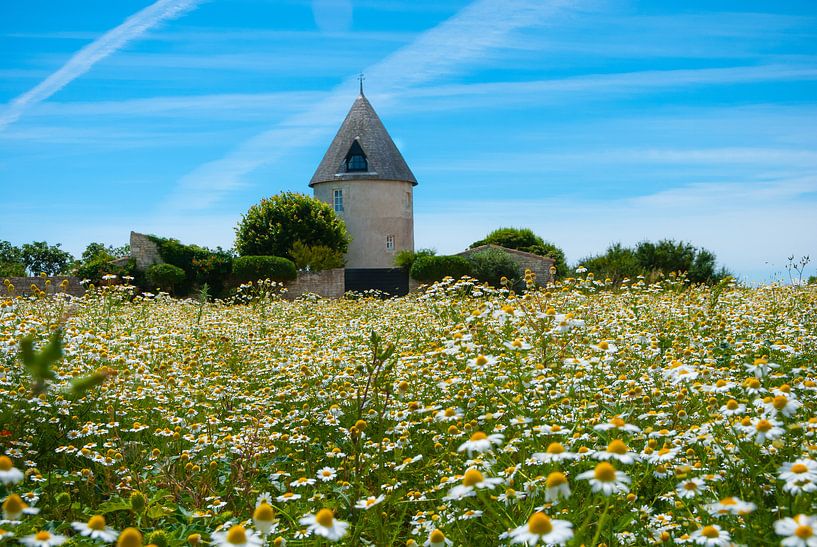 French farm in camomile field by Pascal Raymond Dorland