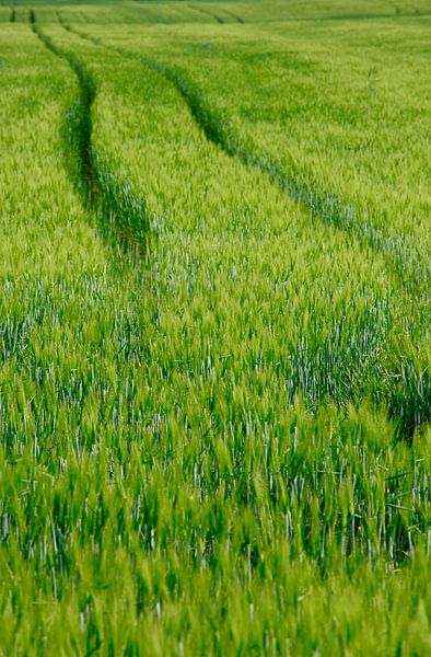 Feld von Thomas Jäger