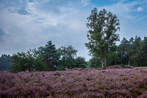 The moors near the Lutte
