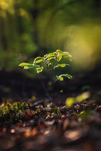 Ein Setzling im Wald
