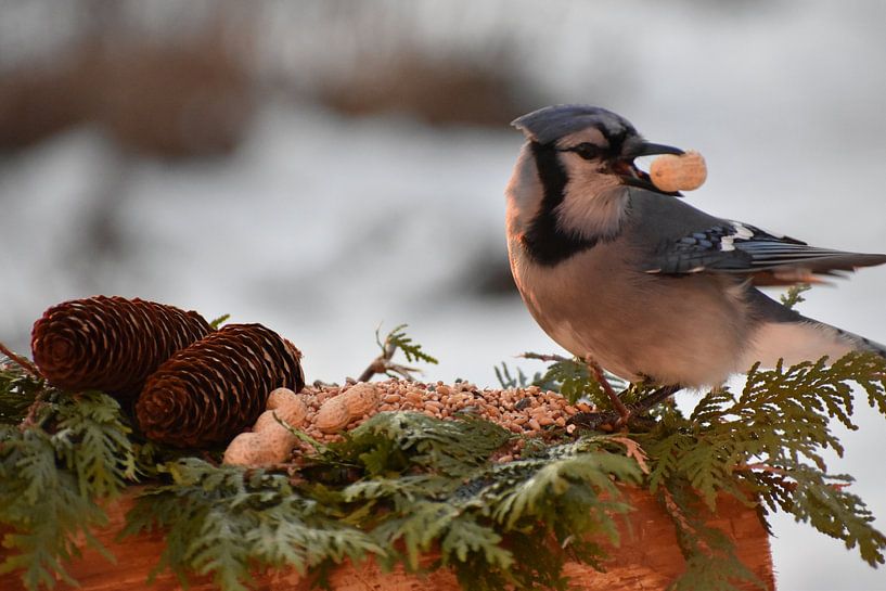 A blue jay at the garden feeder by Claude Laprise