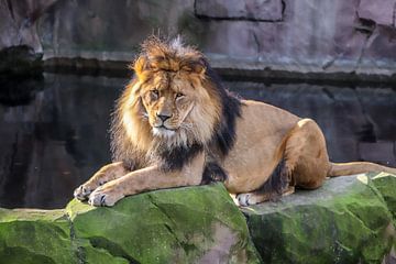 Leeuw Panthera leo sur victor truyts