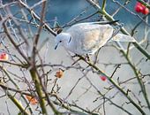 Dove in ornamental apple tree by ManfredFotos thumbnail