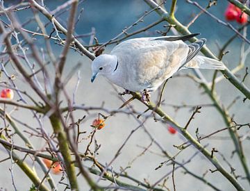 Dove in ornamental apple tree by ManfredFotos