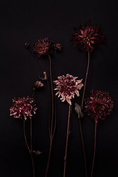 moody composition of dried dahlias by Karel Ham