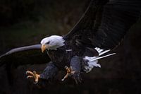 Amerikaanse zeearend