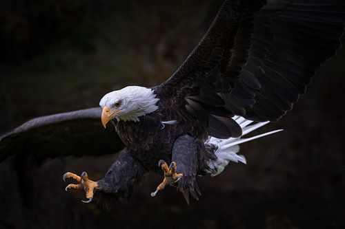 Amerikaanse zeearend