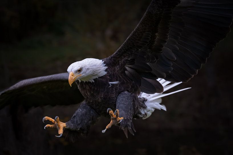 Amerikaanse zeearend van Freddy Van den Buijs
