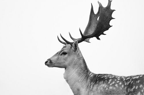 Zij aanzicht van hert in zwart/wit