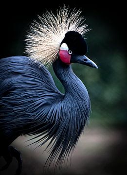 Kraanvogel van Christine Vesters Fotografie