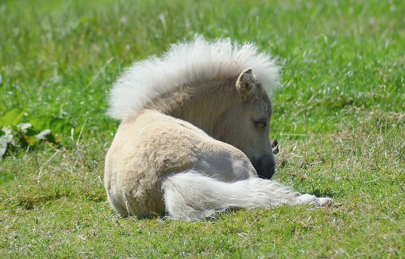 Hanenkam by Hannie de Graaff