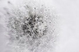 Fluffy globe black and white by Anouschka Hendriks