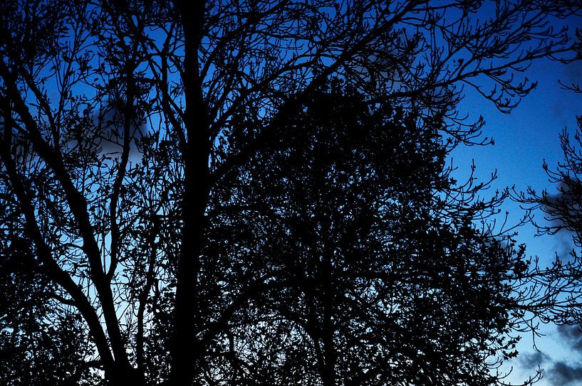 www.qkphotography.com von Quillemette Kraaikamp