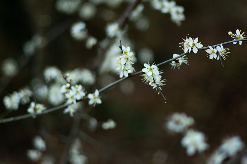 Blackthorn 1 by Mariel Dijkink
