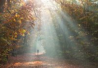 Sonnenaufgang im Herbstwald