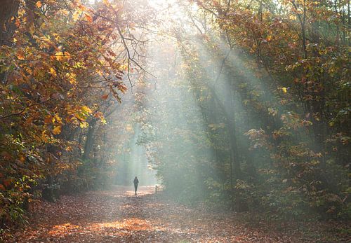 Zonsopgang in het gouden herfstbos van Noortje van Roosmalen