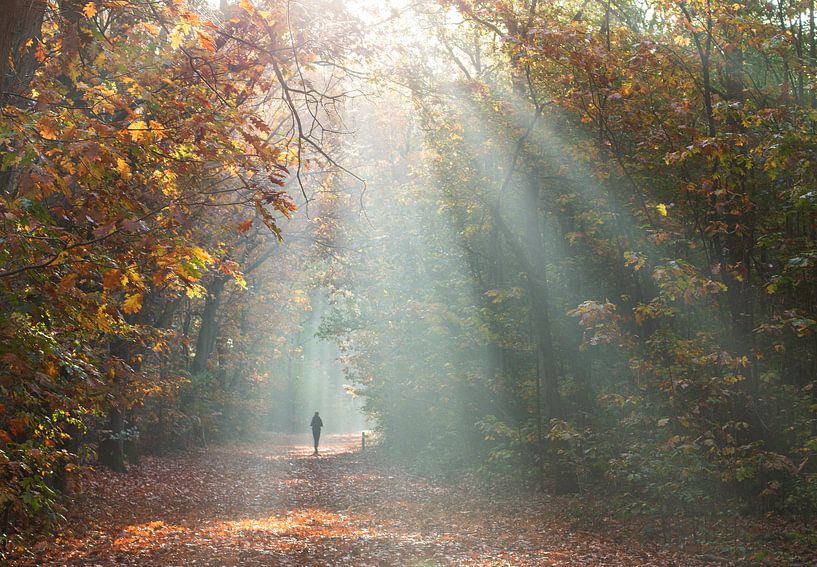 Sunrise in the autumn forest by Noortje van Roosmalen
