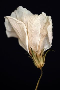 Hibiscus by Karin Bakker Fotografie